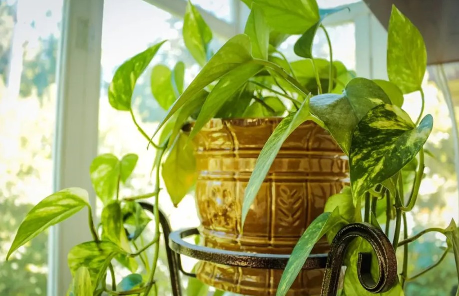 5 Best Online Plant Nurseries for Healthy, Home-Delivered Greenery